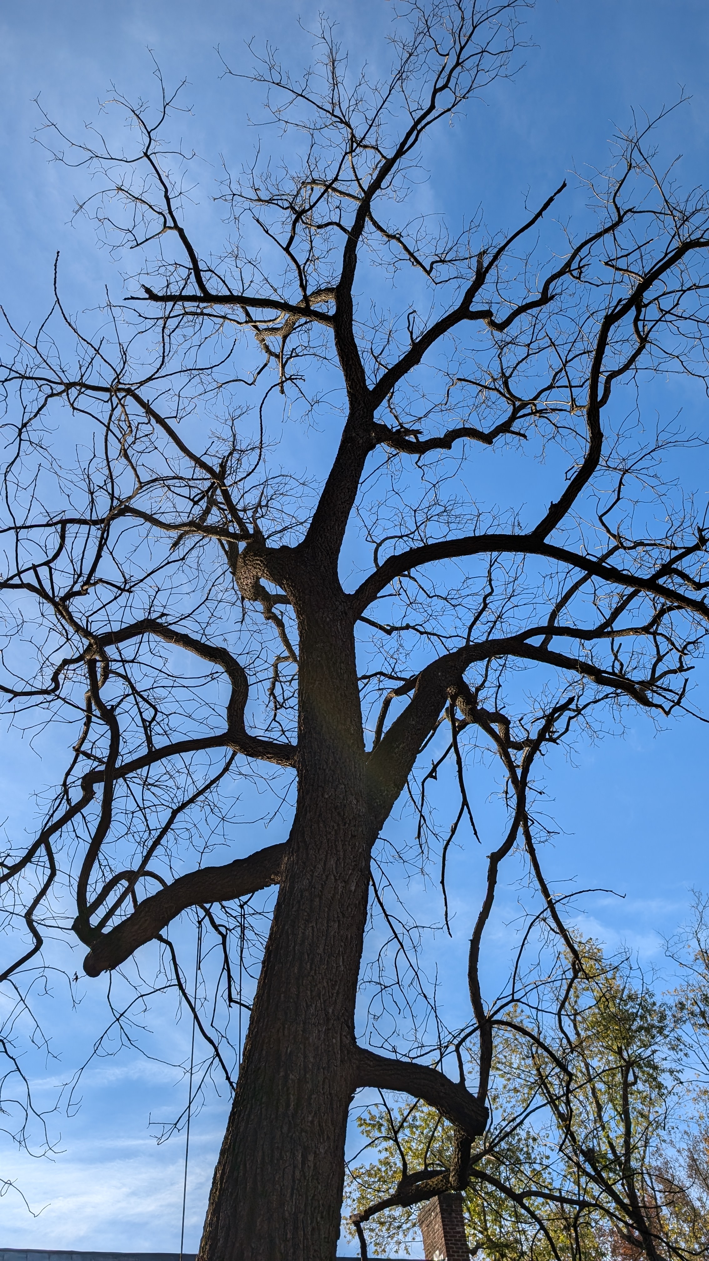 Dayen Tree Day Tree | Apothecary Shed